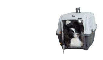 TAŞIMA VE ÇANTALAR