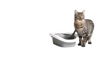 KEDİ TUVALETLERİ VE AKSESUARLARI